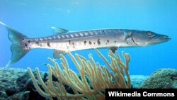Barracuda