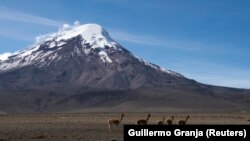 Kawanan llamas tampak berjalan di padang rumput di depan Gunung tertinggi di Ekuador, Chimborazo, dalam foto yang diambil pada 18 Juli 2014. Sekelompok pendaki pada akhir Oktober 2021 terjebak dalam longsoran salju saat berusaha mendaki gunung tersebut. 