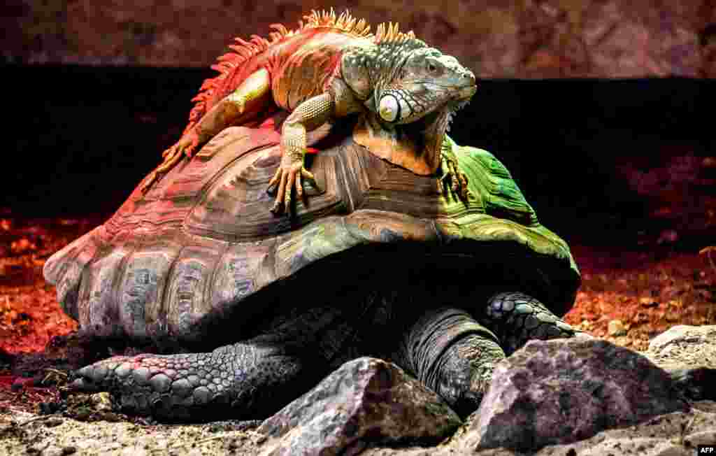 A green iguana, or American iguana, sits on an Aldabra giant tortoise, the largest tortoise of the world, in their enclosure at the zoo park of Lille, northern France.