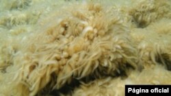 Alga tipo periphyton que crece en el Lago Tahoe, Nevada. Científicos están tratando de determinar la causa del crecimiento excesivo de esas algas en los últimos años.