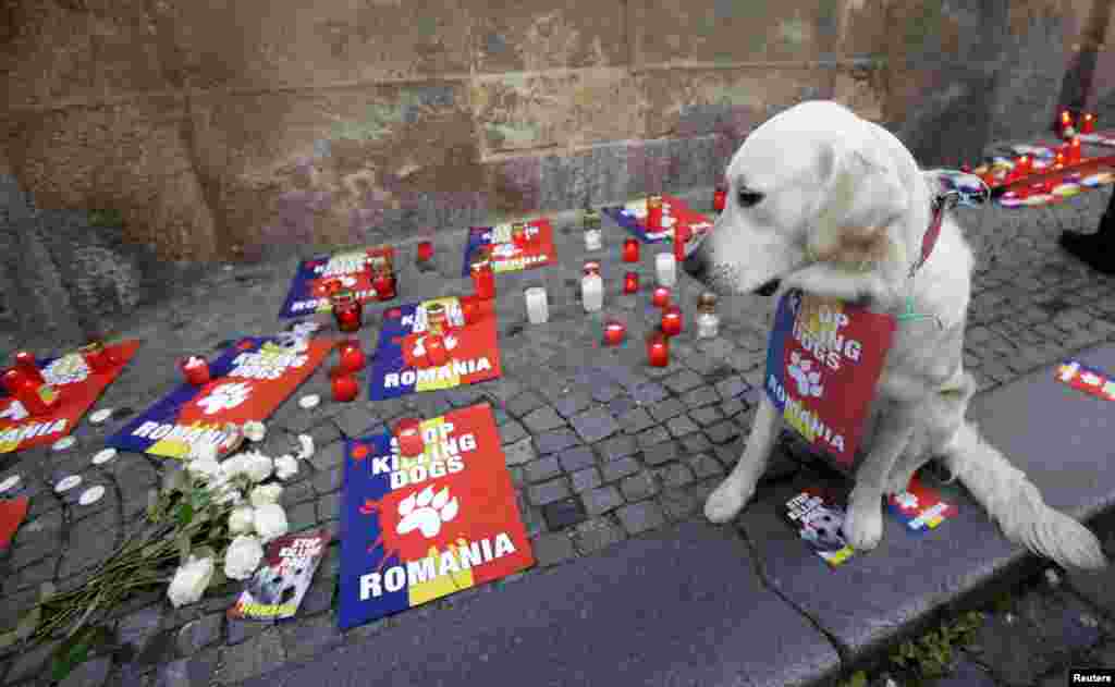 A dog sits near candles and placards placed in front of the Romanian embassy during a protest rally against the culling of stray dogs in Prague, Czech Republic. Romania's top court ruled in favour of a law to cull tens of thousands of stray dogs from the streets of the capital Bucharest, after a four-year-old boy was mauled to death earlier this month.