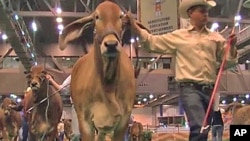 Ranchers present their prized animals for judging at the annual Houston Livestock Show and Rodeo.