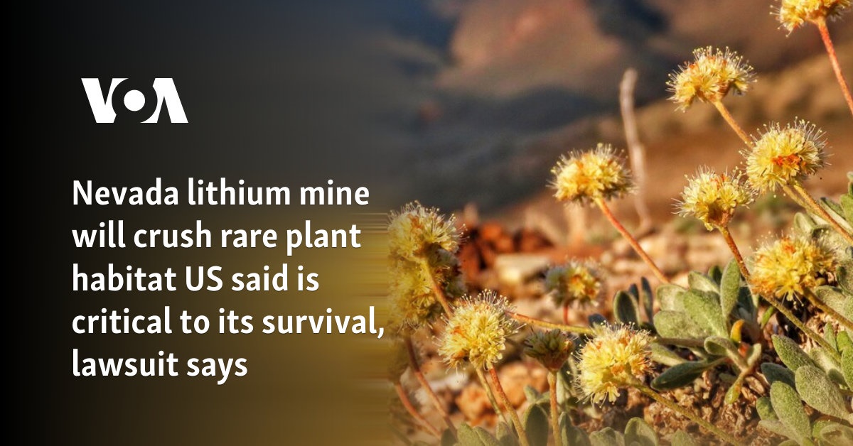 Nevada lithium mine will crush rare plant habitat US said is critical to its survival, lawsuit says