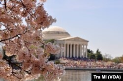 Cherry blossom in Washington DC