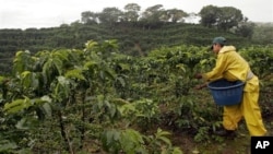 A worker picks coffee beans on a plantation on the slopes of the Poas Volcano, northwest of the capital of San Jose, Costa Rica.