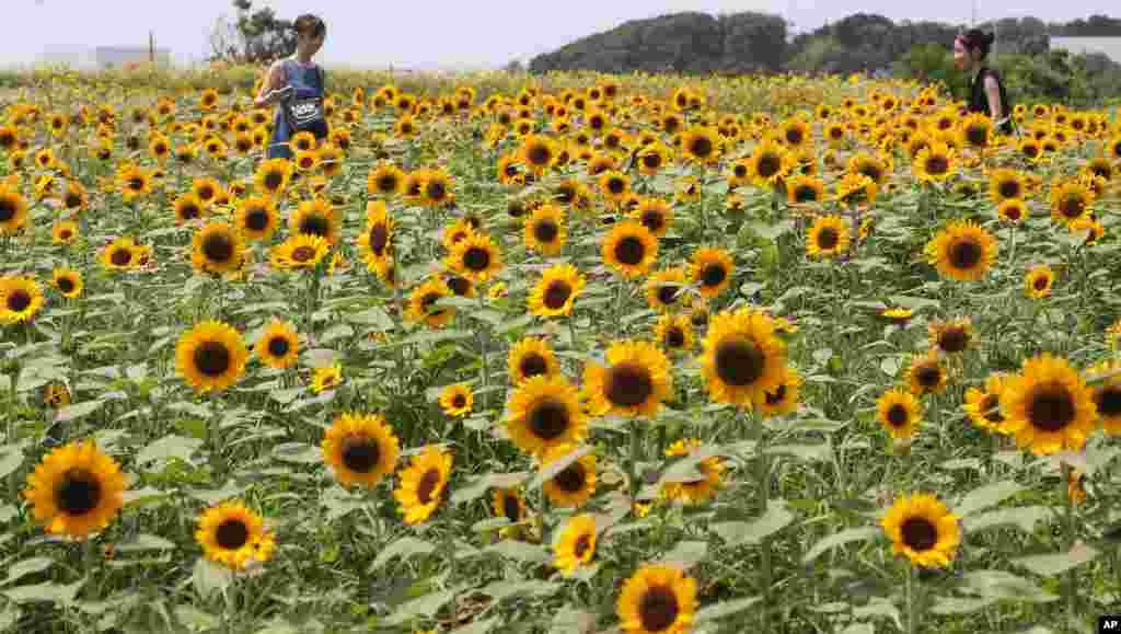 Visitors enjoy a sea of sunflowers in full bloom in Yokosuka park near Tokyo, Japan.