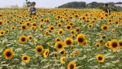 Science in a Minute: New Study May Explain Why Sunflowers Face East