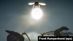 FILE - A bumblebee hovers over blooming flowers with the sun in the background.