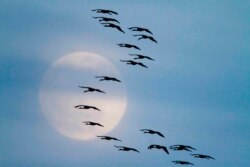 FILE - In this March 18, 2011 photo, sandhill cranes fly in formation in front a nearly full moon near Alda, Neb.