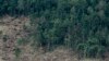 FILE - An excavator clears a forest in Indonesia's South Sumatra province, Oct. 16, 2010. Indigenous Indonesians are demanding the return of some 8.2 million hectares of forest land some of which they say are threatened by external commercial activity.