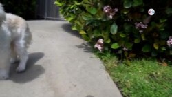 Detector portable de alérgenos