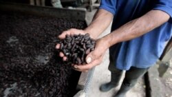 Nicaragua: Año agrícola y seguridad alimentaria