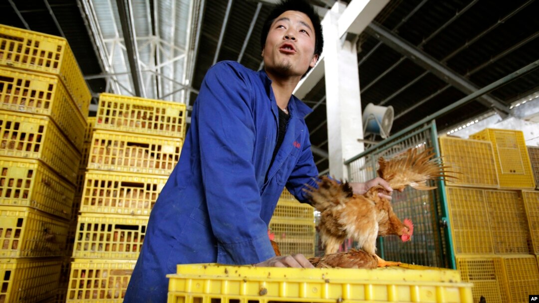 A worker unloads a chicken from a container at a wholesale market on April 3, 2013, in Shanghai, China.