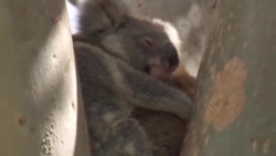 Australija: Dronovi pomažu u praćenju i očuvanju koala