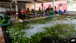 Plátanos recién cosechados se lavan en una granja en Los Ríos, Ecuador, el martes 15 de agosto de 2023. 