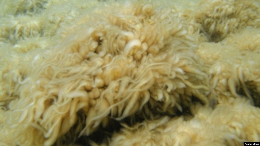 Alga tipo periphyton que crece en el Lago Tahoe, Nevada. Científicos están tratando de determinar la causa del crecimiento excesivo de esas algas en los últimos años.