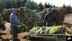 Trabajadores agrícolas, la mayoría de ellos mexicanos, talan árboles de navidad en Oregón, en diciembre del 2019. 