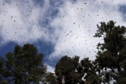 FILE - Monarch butterflies fly between trees at the Sierra Chincua butterfly sanctuary on a mountain in the Mexican state of Michoacan, Mexico, Nov. 29, 2019.