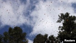 FILE - Monarch butterflies fly between trees at a butterfly sanctuary on a mountain in the Mexican state of Michoacan, Mexico, Nov. 29, 2019. An activist in Mexico dedicated to protecting the butterflies reportedly disappeared Jan. 13, 2020.