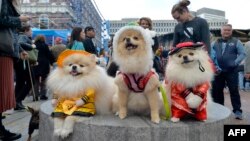 Luke (kaisar), Leia (putri kaisar) and Skyla (penari barongsai) berpose untuk Parade Tahunan ke-7 dan Kontes Kostum Hewan Peliharaan Boston di Faneuil Hall, Boston, Massachusetts, 26 Oktober 2019. (Foto: dok).