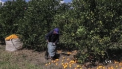แบคทีเรียจากเพลี้ยเอเชียกำลังทำลายต้นส้มในรัฐฟลอริด้า