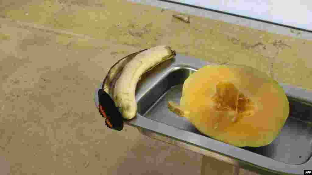 Amerikan Doğa Tarihi Müzesi: Kelebekler