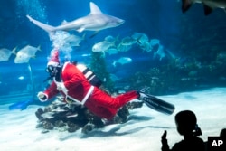 FILE - Seorang penyelam yang mengenakan kostum Sinterklas menghiasi pohon Natal dengan kerang di akuarium Tropicarium di Budapest, Hungaria, Kamis, 6 Desember 2018. (Balazs Mohai/MTI via AP)