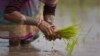 အိန္ဒိယက လယ်ယာ ဥပဒေသစ်နဲ့ အစိုးရ ကိုင်တွယ်မှု