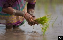 Seorang perempuan India menanam kembali bibit padi di sawah di pinggiran Gauhati, India, 30 Januari 2018. (Foto: AP)
