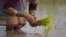 FILE - An Indian woman replants rice saplings in a paddy field on the outskirts of Gauhati, India, Jan. 30, 2018.