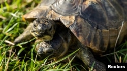 La tortuga de dos cabezas Janus celebra su 25 cumpleaños en Ginebra. REUTERS/Pierre Albouy