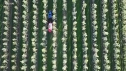 تداوم جنگ در ایران بازارهای جهانی را با بحران جدیِ کمبود انرژی و کود کیمیاوی روبرو کرد
