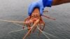 澳大利亚欲问香港：龙虾如何成为“国家安全风险”？ 