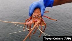 澳大利亚西部城市弗里曼特尔的一个渔港，一名渔民手中抓着活龙虾。（2020年12月10日）
