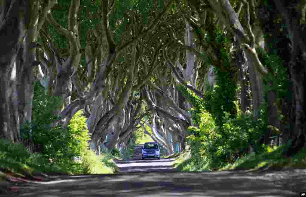 A car travels along the scenic avenue of beech trees at Dark Hedges situated 50 miles North from Belfast in County Antrim, Northern Ireland.