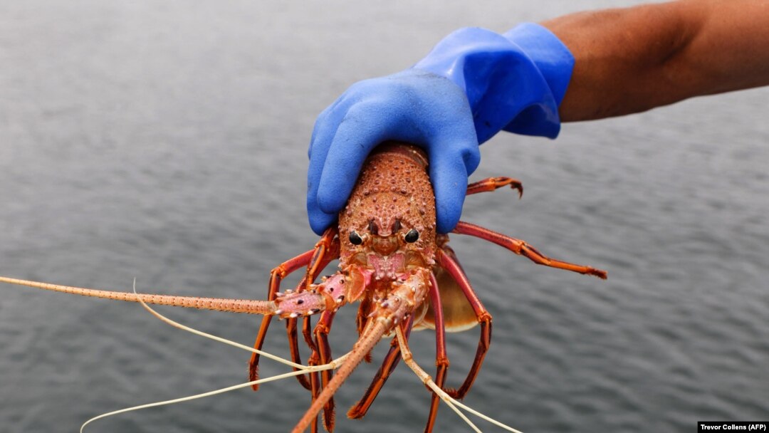 Seorang nelayan menunjukkan lobster yang akan dijual kepada para pembeli di Fishing Boat Harbour, Freemantle, Australia Barat, 10 Desember 2020. (Foto: Trevor Collens/AFP)