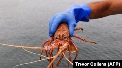 Seorang nelayan menunjukkan lobster yang akan dijual kepada para pembeli di Fishing Boat Harbour, Freemantle, Australia Barat, 10 Desember 2020. (Foto: Trevor Collens/AFP)