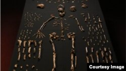 Des fossiles exhumés d'une grotte près de Johannesburg suggèrent que l'espèce Homo naledi a vécu en même temps que les premiers Homo sapiens.