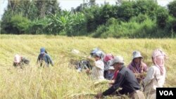 Para petani memanen padi di sawah. Melonjaknya harga pangan akan menyengsarakan negara-negara berkembang.