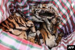 Kulit harimau Sumatra yang diperlihatkan dalam konferensi pers oleh polisi di Medan, Sumatra Utara, 31 Januari 2019. (Foto: AFP)