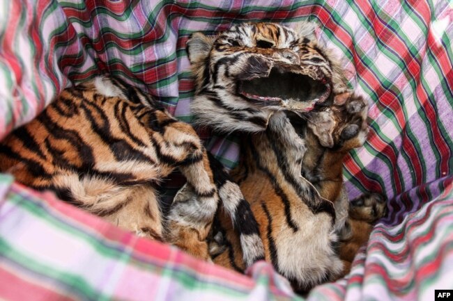 Kulit harimau Sumatra yang diperlihatkan dalam konferensi pers oleh polisi di Medan, Sumatra Utara, 31 Januari 2019. (Foto: AFP)