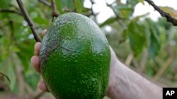 Un fruit d'avocat sur une branche à Florida City, en Floride, le lundi 16 octobre 2017. (Photo AP / Alan Diaz)