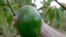 Un fruit d'avocat sur une branche à Florida City, en Floride, le lundi 16 octobre 2017. (Photo AP / Alan Diaz)