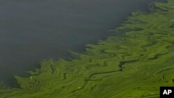 Alga mengapung di permukaan Teluk Maumee Danau Erie di Oregon, Ohio, 15 September 2017. (Foto: AP)