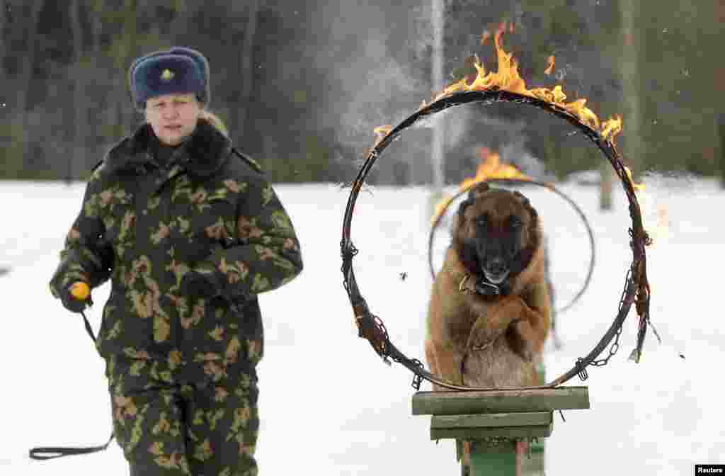 A Belarussian military instructor trains her Shepherd dog at a frontier guards&#39; cynology center near the town of Smorgon, some 140 km (87 miles) northwest of Minsk. Puppies and dogs, which don&#39;t meet requirements for the service at the border, can be sold to civilians.