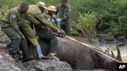 FILE - Kenya Wildlife Service rangers and capture team pull out a sedated black rhino from the water in Nairobi National Park, Kenya January 16, 2024.