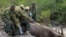 Kenya Wildlife Service rangers and capture team pull out a sedated black rhino from the water in Nairobi National Park, Kenya Tuesday, Jan. 16, 2024.