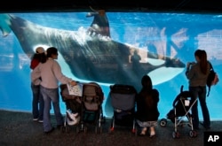 FILE - People watch through glass as a killer whale swims by in a display tank at SeaWorld in San Diego, Nov. 30, 2006.