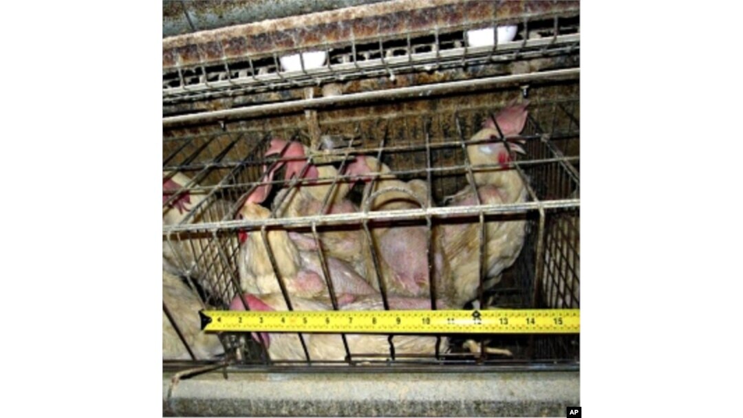 Animal welfare groups say chickens in battery cages are not given enough room to move or raise their wings.