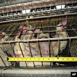 Animal welfare groups say chickens in battery cages are not given enough room to move or raise their wings.